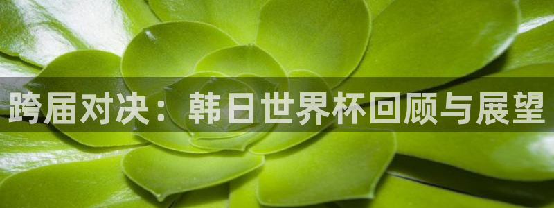亚洲区世界杯预选赛：跨届对决：韩日世界杯回顾与展望